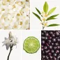 Preview: Duftnoten: Jasmin, Orangenblüte, Tuberose, Bergamotte, schwarze Johannisbeere Preview: Duftnoten: Jasmin, Orangenblüte, Tuberose, Bergamotte, schwarze Johannisbeere
